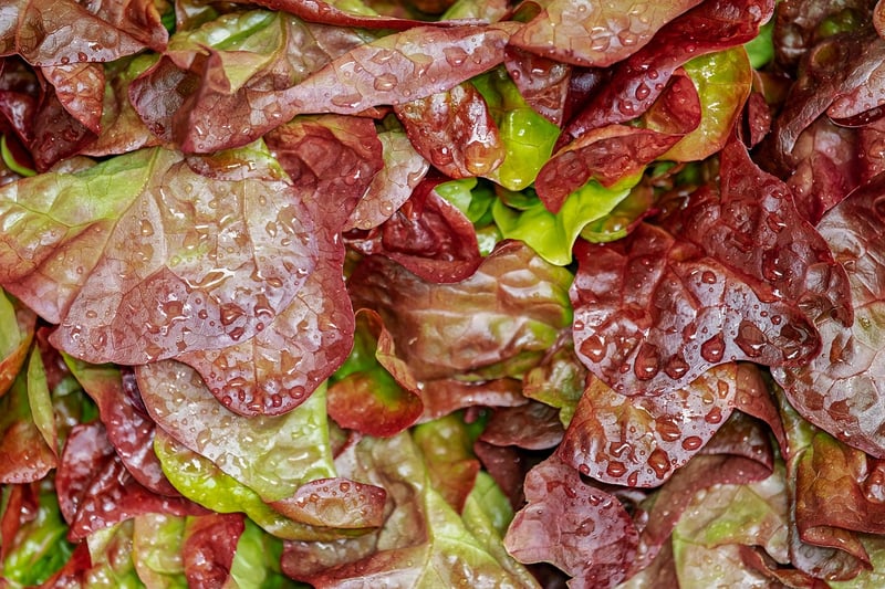 Herb Salad